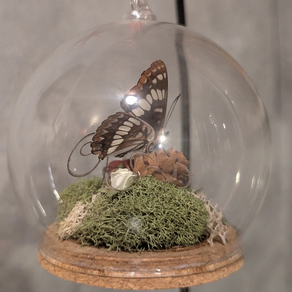 Real Butterfly - Picture 3 of 5